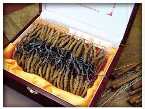 新邱冬虫夏草回收